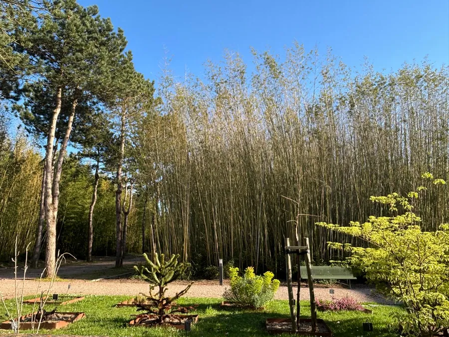 The botanical garden with bamboo grove and diverse plantings