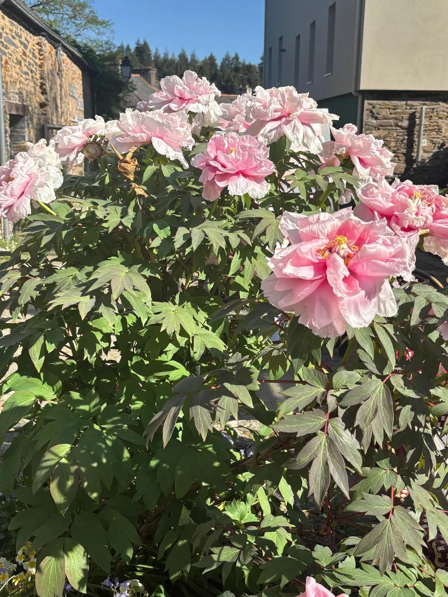 Pink peonies blooming in front of stone village buildings