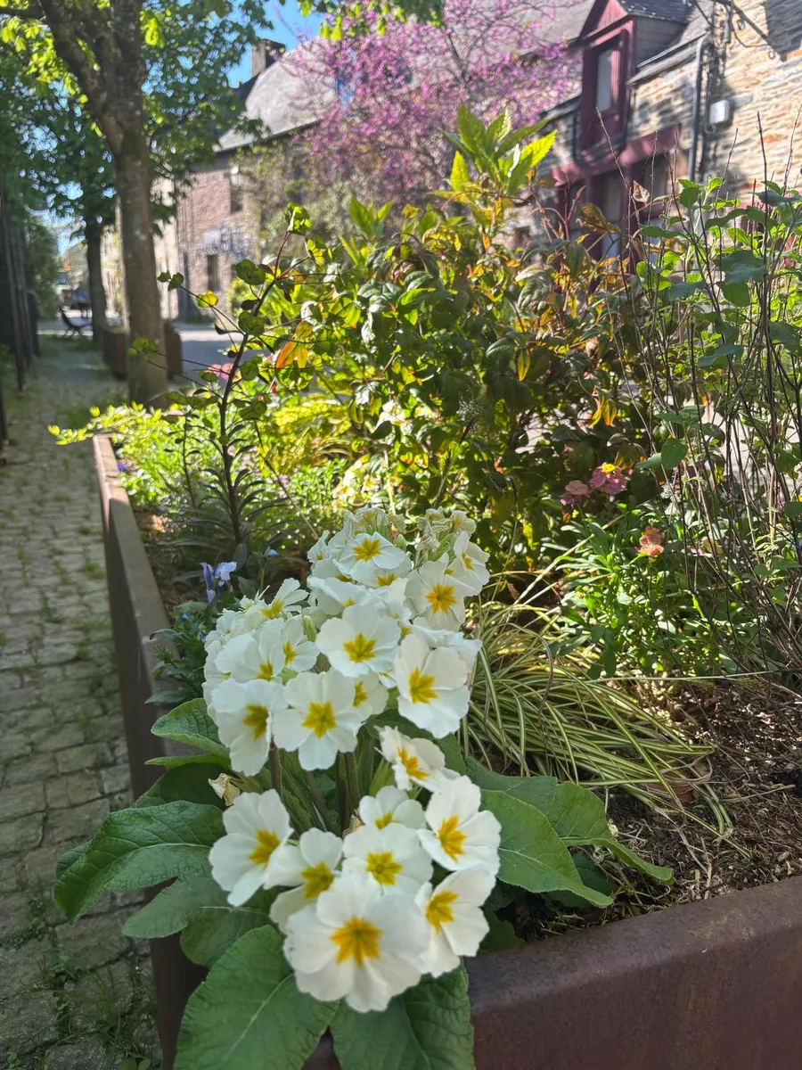 Primroses blooming along a cobblestone village street in La Gacilly