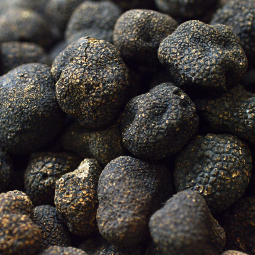 Burgundy truffle Loire Valley Sologne winter gastronomy