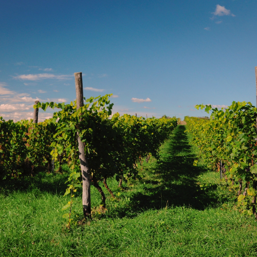 Vineyards in the Loire region