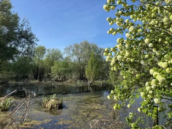 Marshland with white spring flowers and willows in the Grande Briere