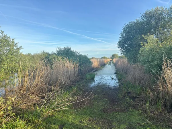 Water path through the Briere reed beds