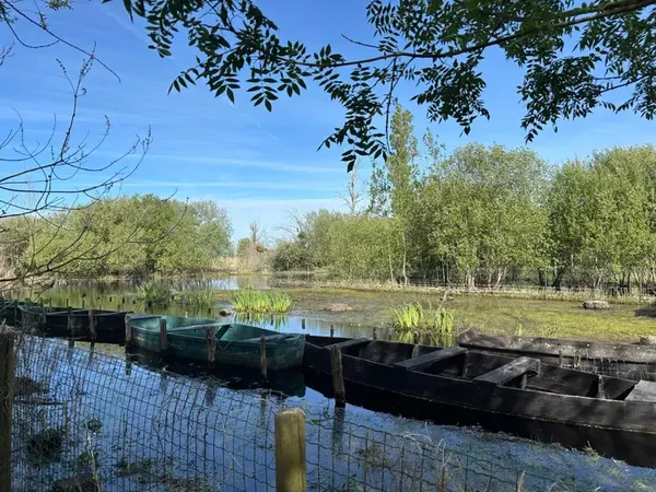 Traditional flat-bottomed boats moored on the still waters of the Grande Briere