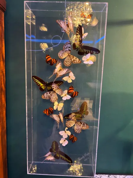 Entomological frame with pinned butterflies