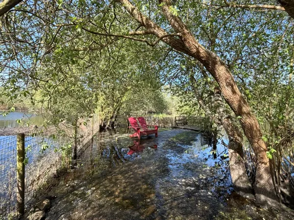 Red chairs at the water's edge under willow trees
