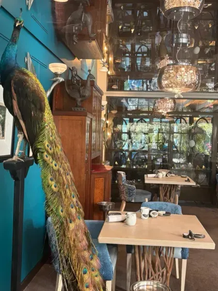 Peacock standing guard in the dining room