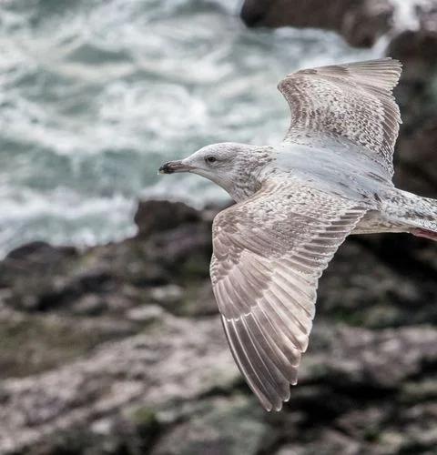 Seabird Walled City Saint-Malo