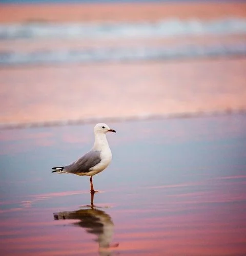 Seagull Saint-Malo Ramparts Brittany